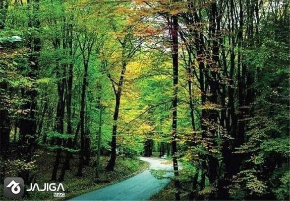 جنگل هلی‌دار سوادکوه