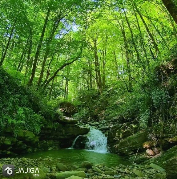 جنگل لفور از جاهای دیدنی سوادکوه