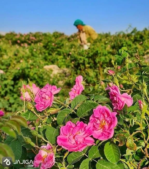 گلاب گیری در کاشان