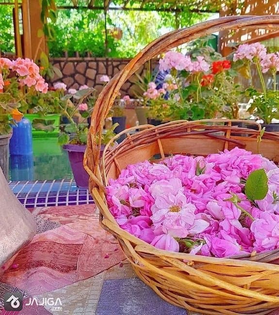 گلاب گیری در قمصر کاشان