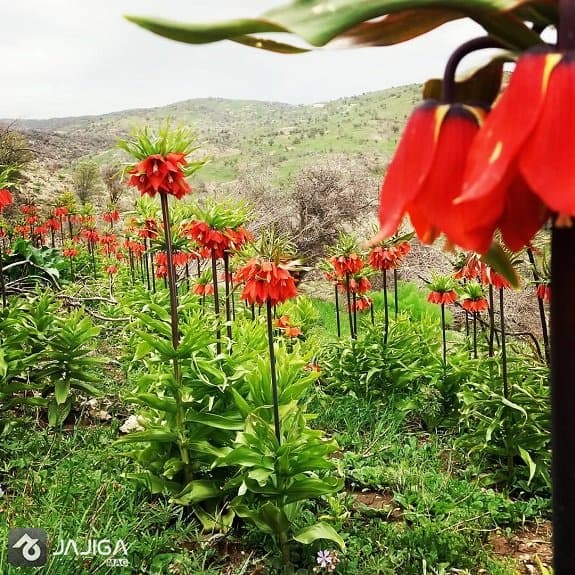 دشت ارژن شیراز
