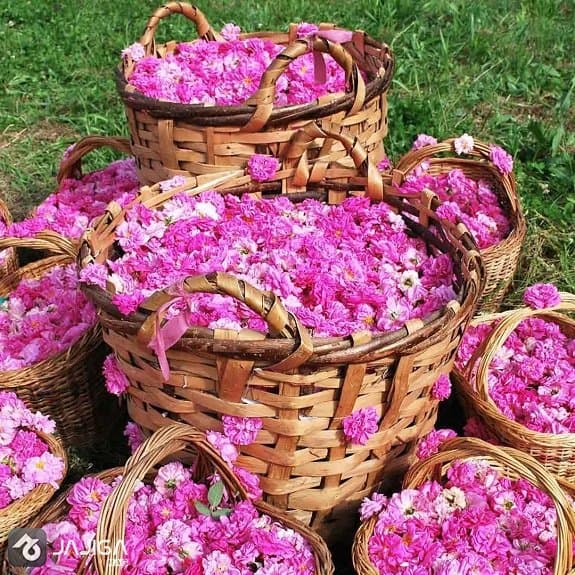 گلاب گیری در نیاسر کاشان