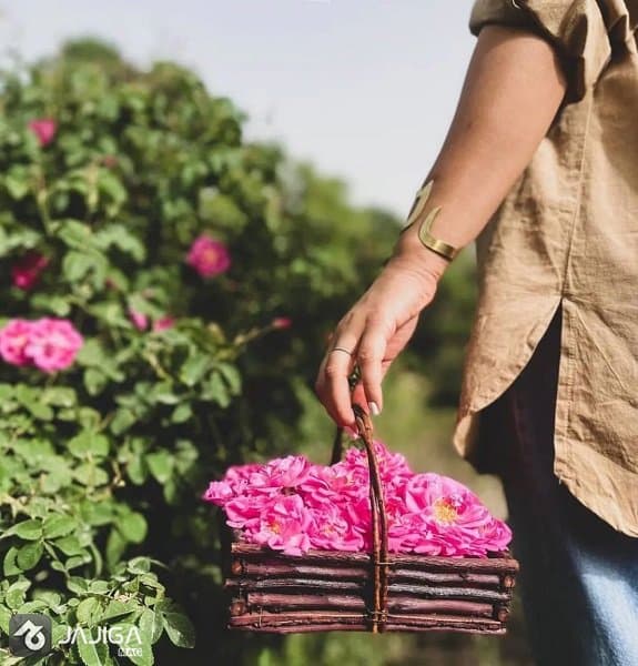 سفر به کاشانم در فصل گلابگیری