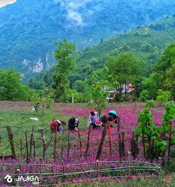 ییلاقات خنک گیلان برای تعطیلی این هفته