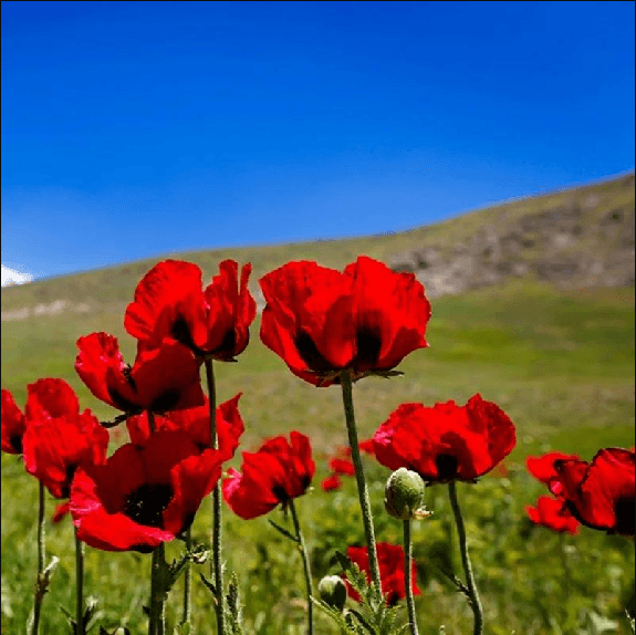 تعطیلی این هفته