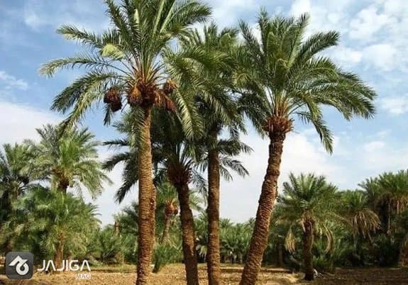 نخلستان هنگام