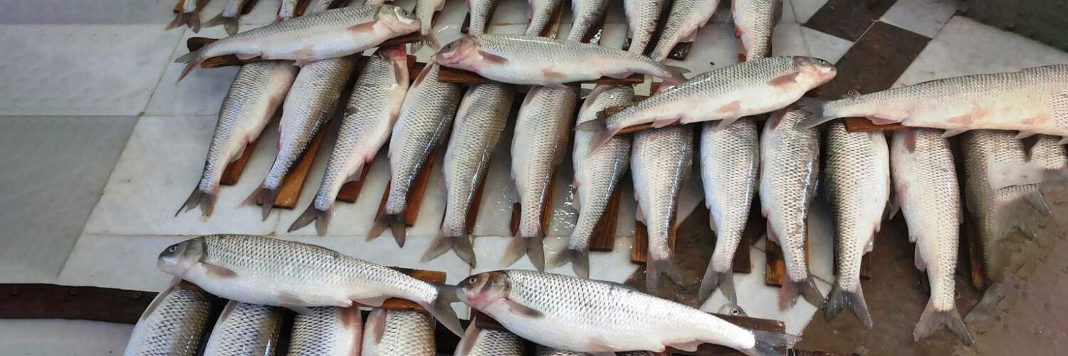 ماهی سفید ماهی سفید از کجا بخریم؟ بازار ماهی سفید عید 1403