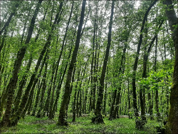 جنگل-گیسوم